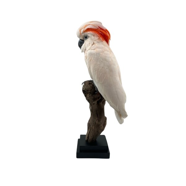 Mounted salmon-crested cockatoo