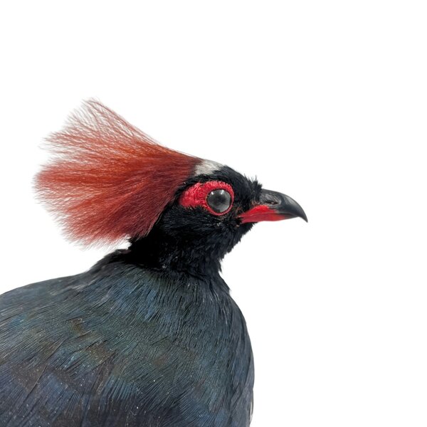 Mounted Crested partridge ♂ (A)