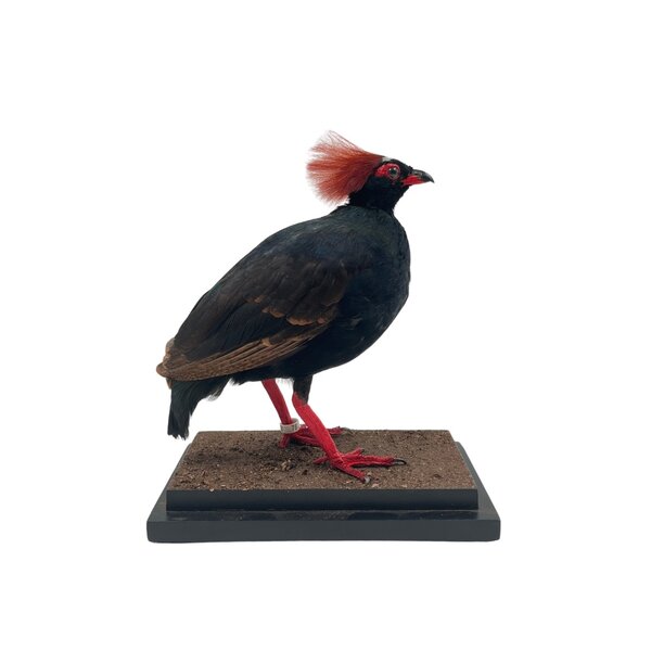 Mounted Crested partridge ♂ (A)