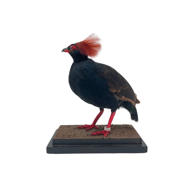 Präparierte Straußwachtel ♂ (A)