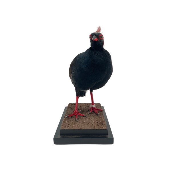 Opgezette Roelroel♂ (A)