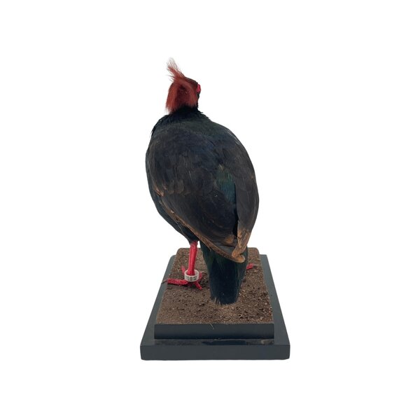 Präparierte Straußwachtel ♂ (A)