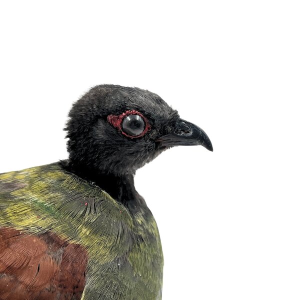 Opgezette Roelroel ♀ (B)