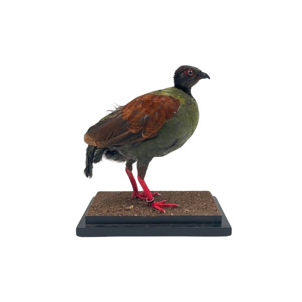 Mounted Crested partridge ♀ (B)
