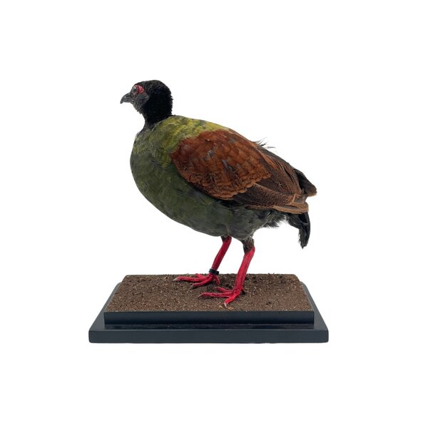 Mounted Crested partridge ♀ (B)