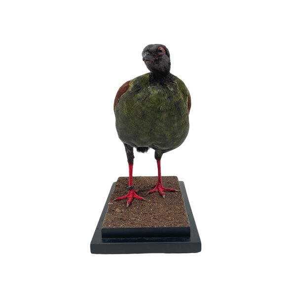 Opgezette Roelroel ♀ (B)