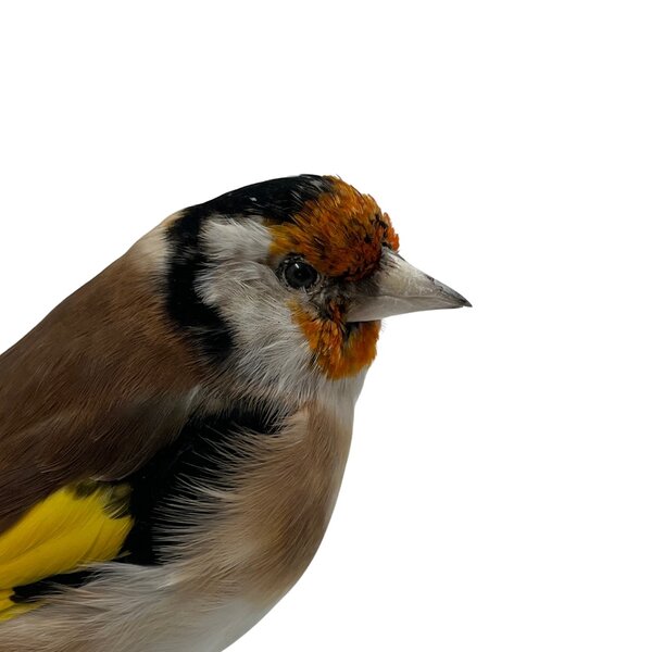 Mounted european goldfinch - wild color