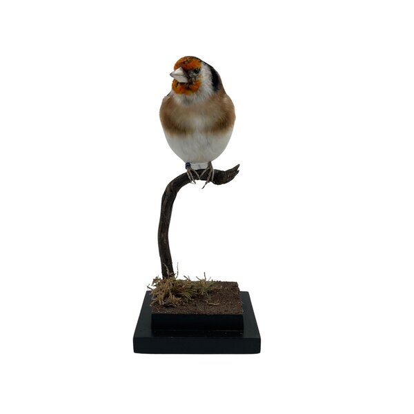 Mounted european goldfinch - wild color