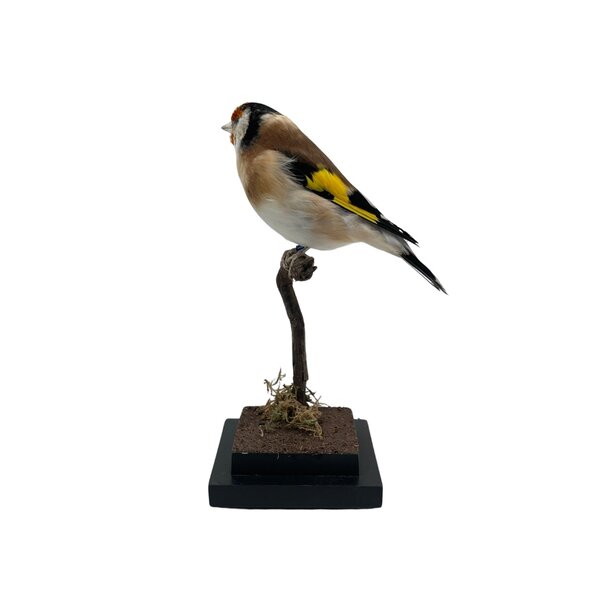 Präparierte Stieglitz - wilde Farbe