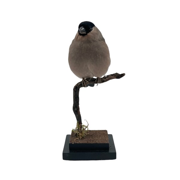 Mounted Bullfinch ♀