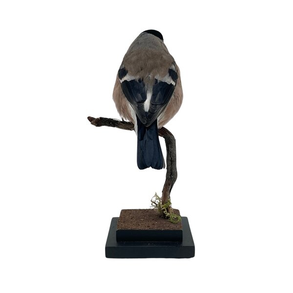 Opgezette goudvink ♀