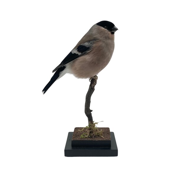 Mounted Bullfinch ♀