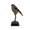 Mounted Bullfinch ♀