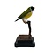 Mounted gouldian finch