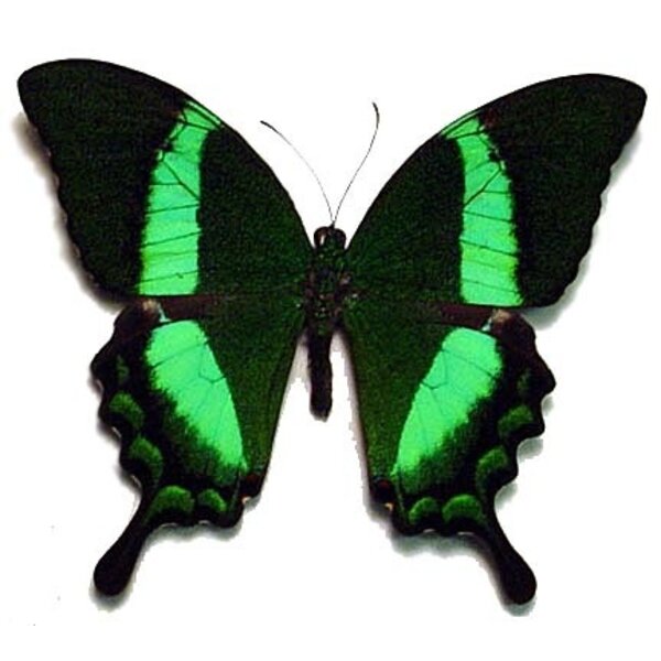 Papilio palinurus ongeprepareerd
