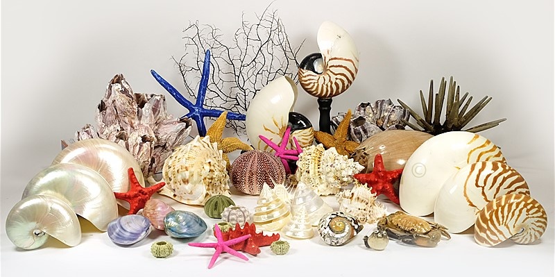 Bring Ibiza vibes home with decorative shells - DeMuseumwinkel.com