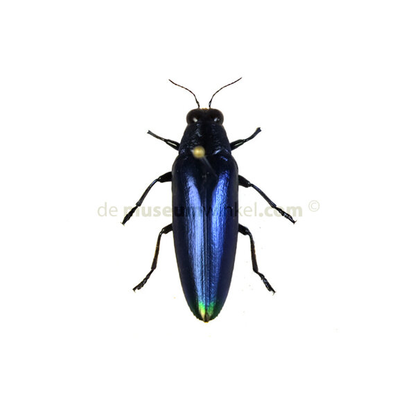 Chrysochroa fulminans fulminans - blue
