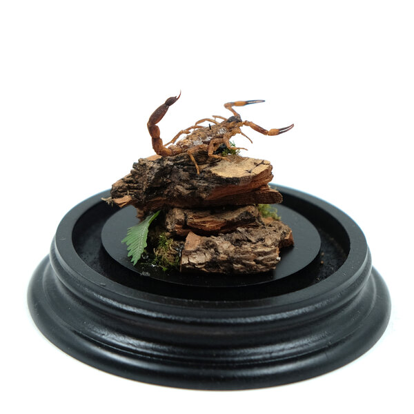 Glasglocke mit präpariertem Skorpion - kleiner Waldskorpion