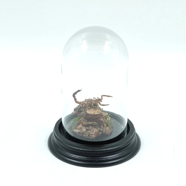 Glass dome with mounted scorpion - small forest scorpion