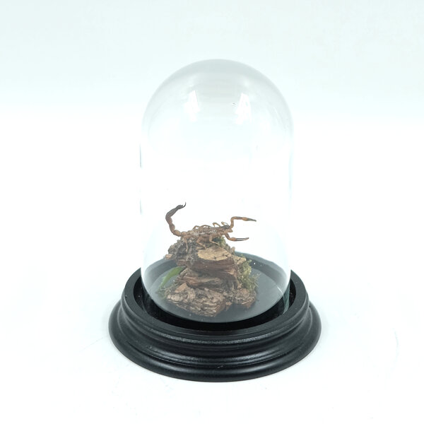Glass dome with mounted scorpion - small forest scorpion