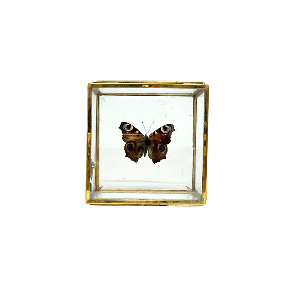 Aglais io - dagpauwoog in glazen kistje