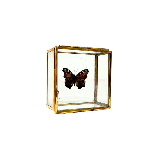 Aglais io - European peacock in glass box