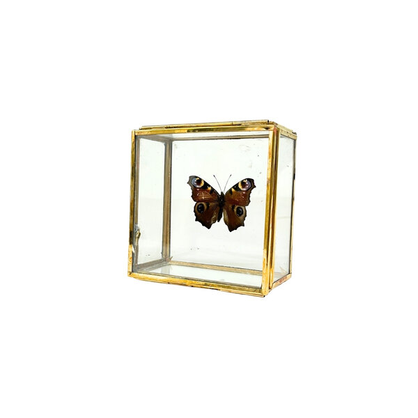 Aglais io - dagpauwoog in glazen kistje