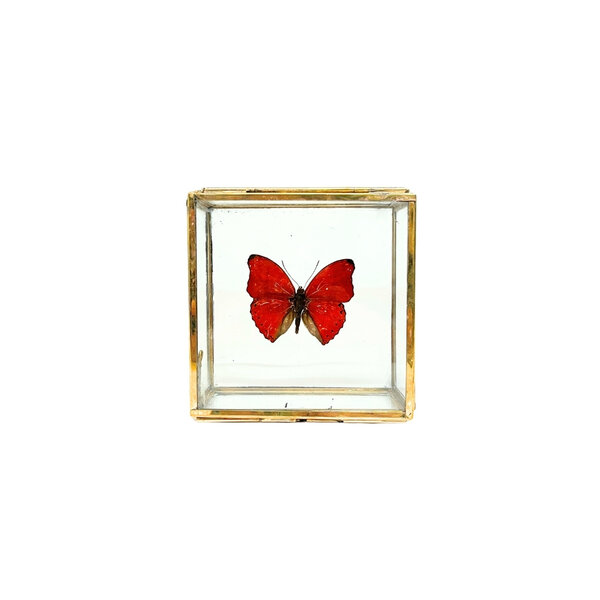 Cymothoe sangaris im Glaskasten