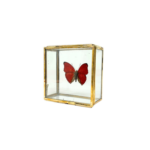 Cymothoe sangaris in glazen kistje