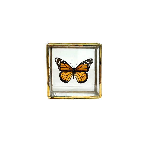 Danaus plexippus sp. - monarch butterfly in glass box