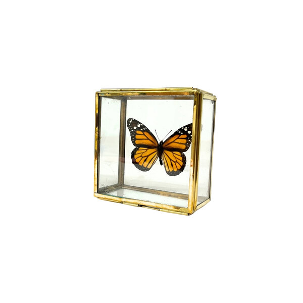 Danaus plexippus sp. - monarch butterfly in glass box