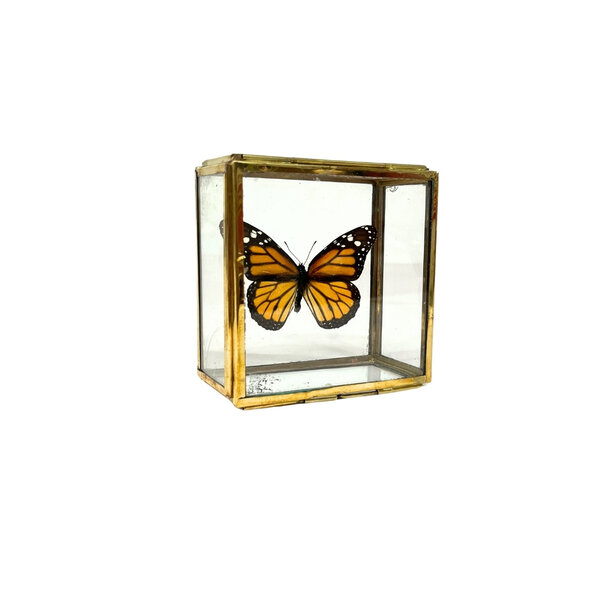 Danaus plexippus sp. - monarch butterfly in glass box