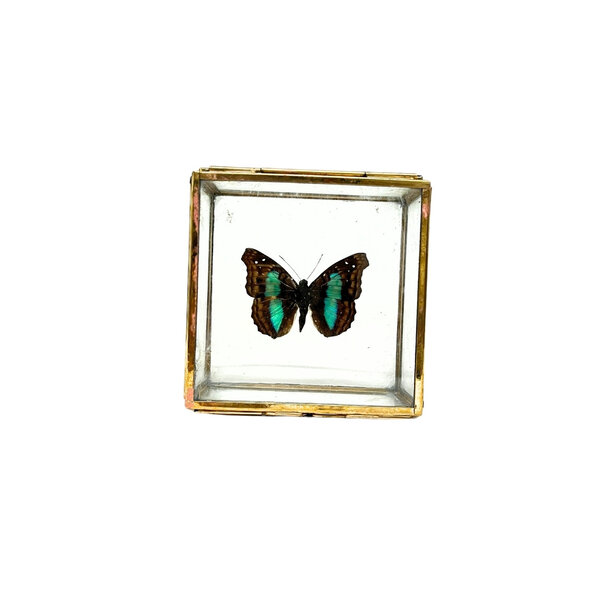 Doxocopa sp. in glazen kistje