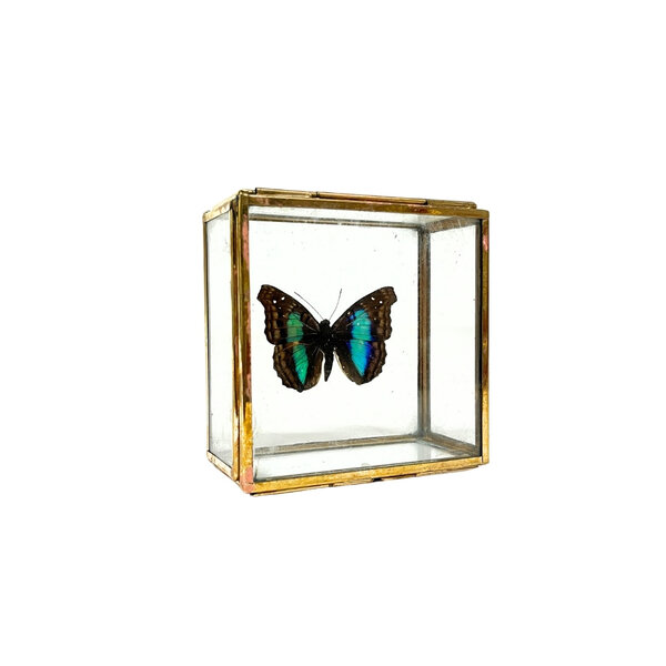 Doxocopa sp. in glass box