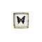 Graphium weiskei - upperside in glass box