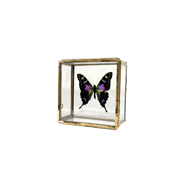 Graphium weiskei - upperside in glass box
