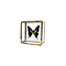 Graphium weiskei - upperside in glass box