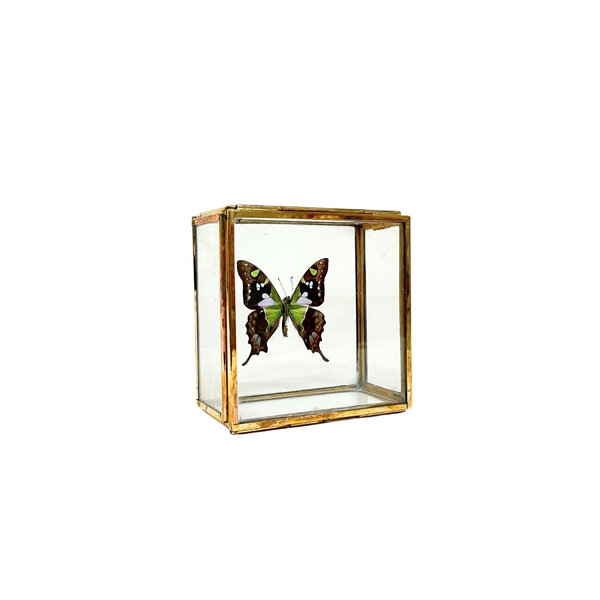 Graphium weiskei - onderkant in glazen kistje