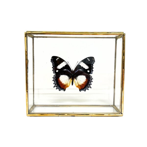 Hypolimnas dexithea in glass box