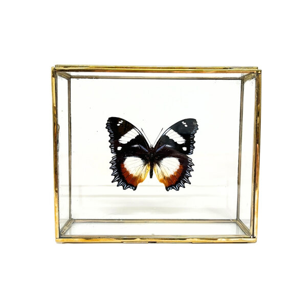 Hypolimnas dexithea in glazen kistje