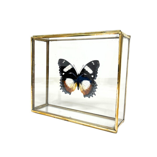 Hypolimnas dexithea in glazen kistje