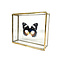 Hypolimnas dexithea in glass box