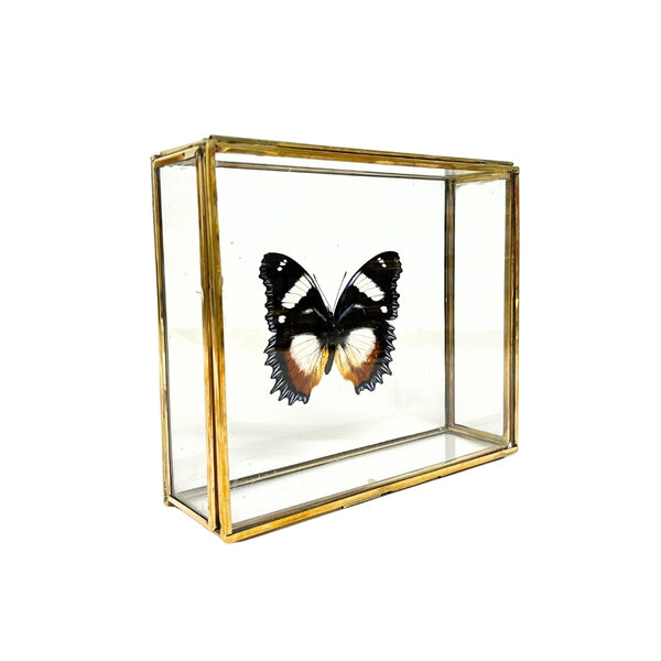 Hypolimnas dexithea in glazen kistje