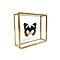 Hypolimnas dexithea in glass box