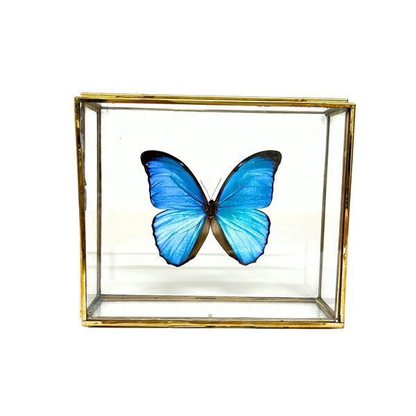 Morpho Didius im Glaskasten
