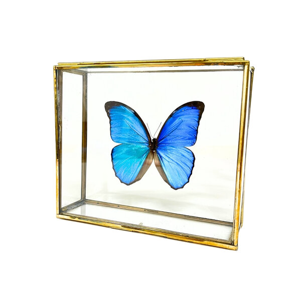 Morpho Didius im Glaskasten