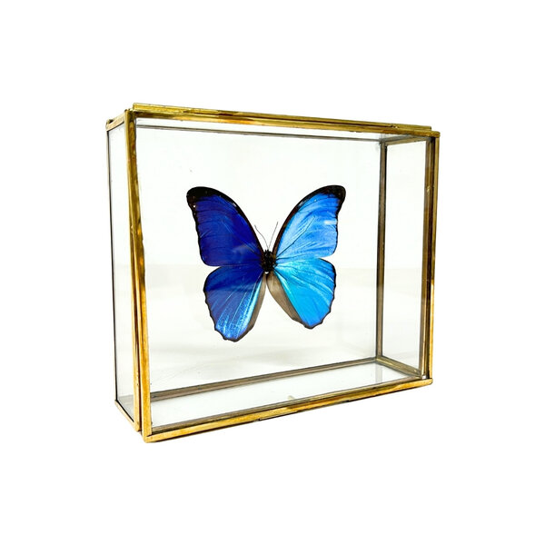 Morpho Didius in glazen kistje