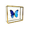 Morpho Didius in glass box