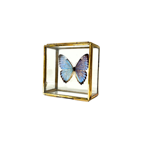 Morpho portis in glazen kistje
