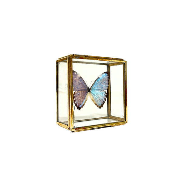 Morpho portis im Glaskasten